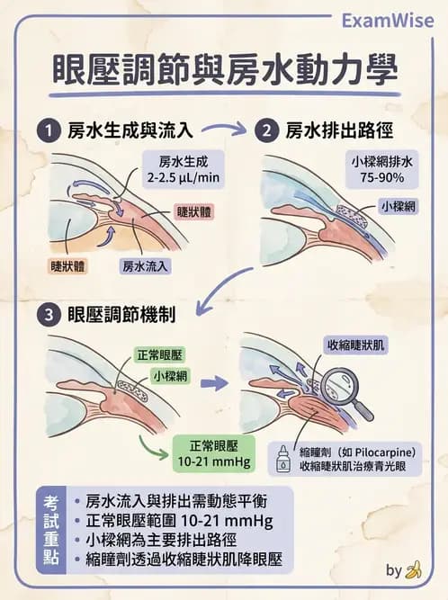 驗光師 - 眼球中層與前房 - AI 圖文解析預覽