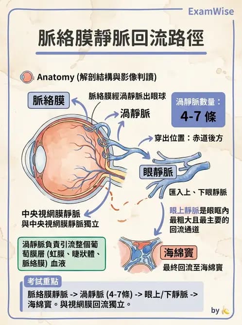 驗光師 - 眼循環系統 - AI 圖文解析預覽