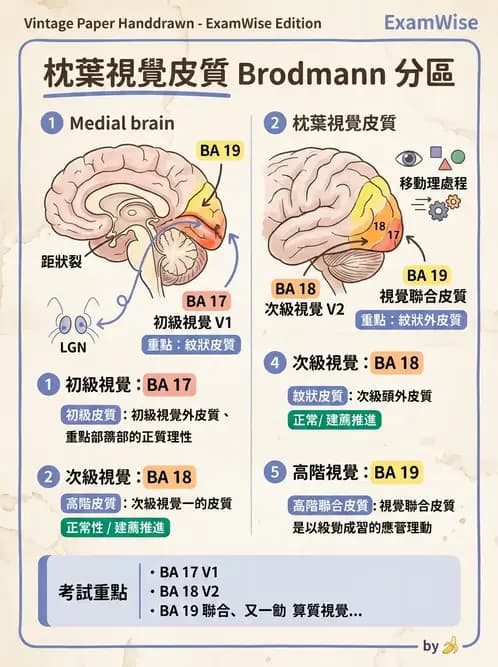 驗光師 - 視覺神經傳導系統 - AI 圖文解析預覽