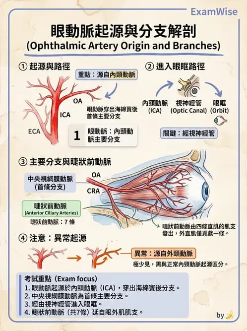 驗光師 - 眼循環系統 - AI 圖文解析預覽