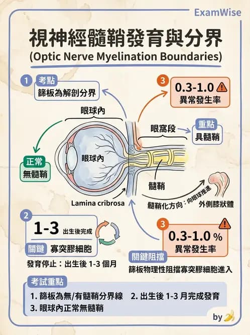 驗光師 - 視覺神經傳導系統 - AI 圖文解析預覽