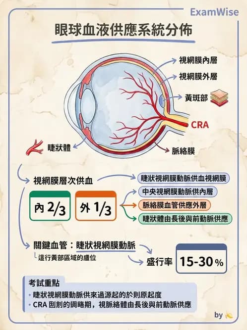 驗光師 - 眼循環系統 - AI 圖文解析預覽