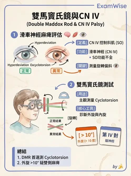 驗光師 - 眼部腦神經解剖與麻痺 - AI 圖文解析預覽