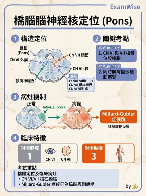驗光師 - 眼部腦神經解剖與麻痺 - AI 圖文解析預覽