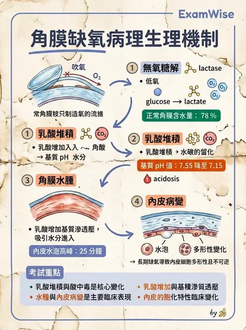 驗光師 - 角膜缺氧、水腫與變形 - AI 圖文解析預覽