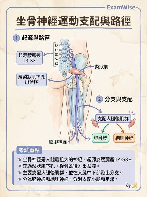 護理師 - 神經系統 - AI 圖文解析預覽