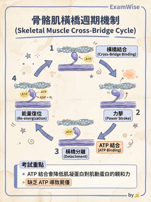 護理師 - 肌肉 - AI 圖文解析預覽