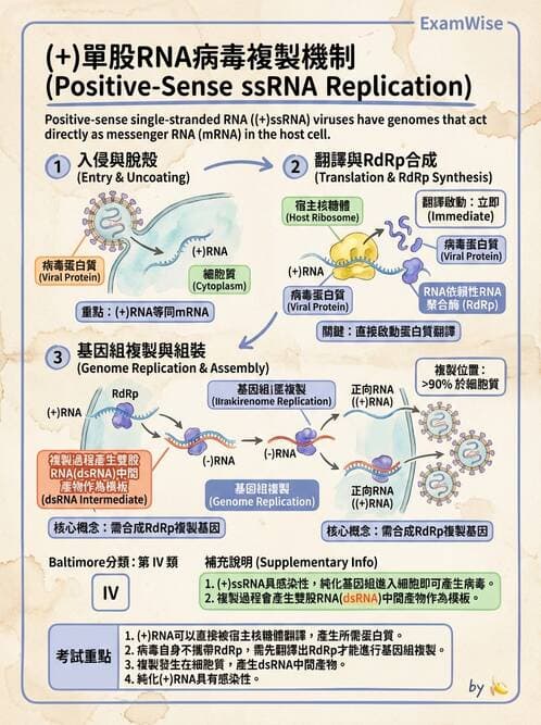 護理師 - 病毒學概念、prion - AI 圖文解析預覽