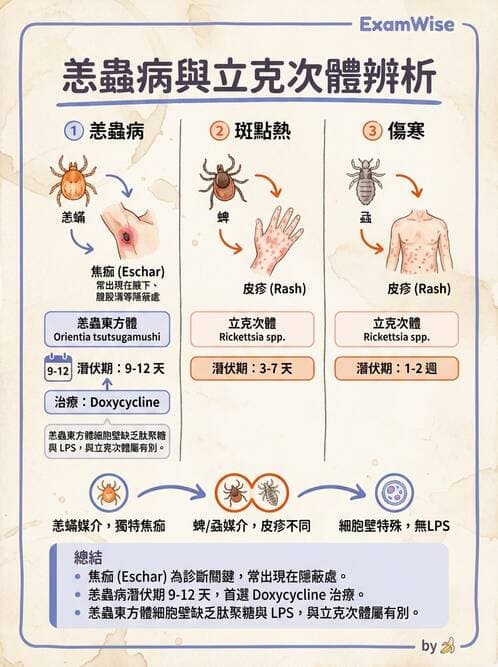 護理師 - 革蘭氏陰性細菌 - AI 圖文解析預覽