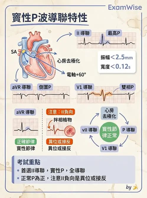 醫檢師 - 心電圖基礎與判讀 - AI 圖文解析預覽