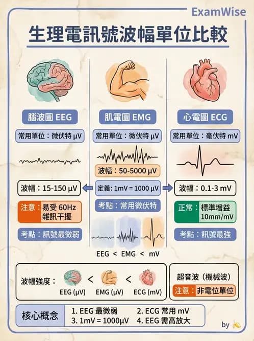 醫檢師 - 腦電圖檢查 - AI 圖文解析預覽