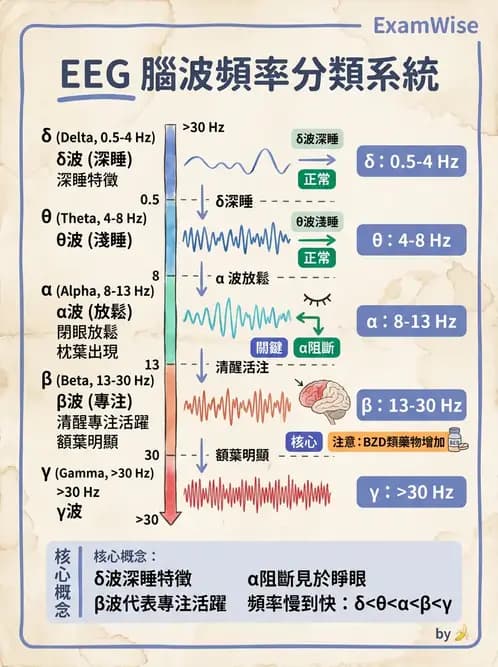 醫檢師 - 腦電圖檢查 - AI 圖文解析預覽
