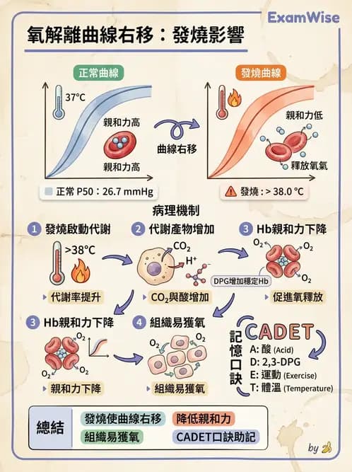 醫檢師 - 血液氣體分析 - AI 圖文解析預覽