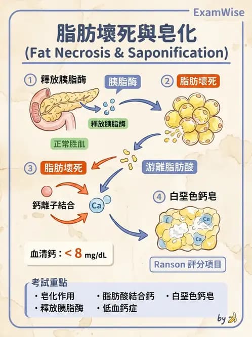 醫檢師 - 細胞傷害、發炎與修復 - AI 圖文解析預覽