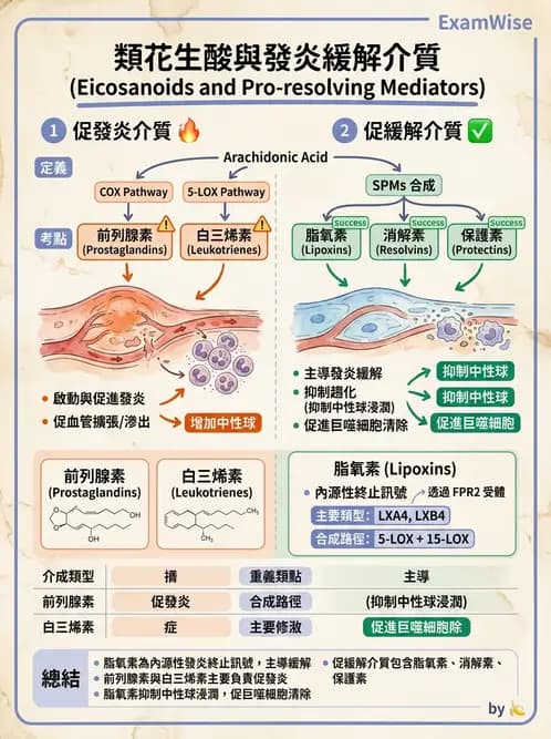 醫檢師 - 細胞傷害、發炎與修復 - AI 圖文解析預覽