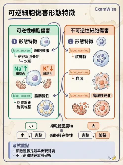 醫檢師 - 細胞傷害、發炎與修復 - AI 圖文解析預覽