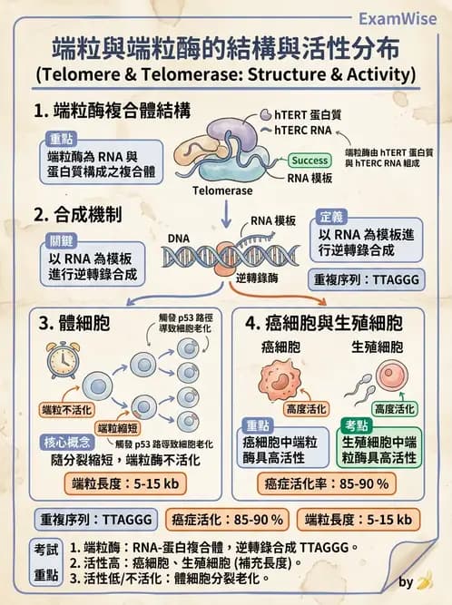 醫檢師 - 腫瘤概論 - AI 圖文解析預覽