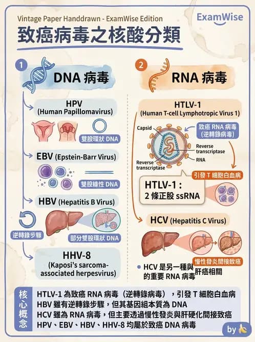 醫檢師 - 腫瘤概論 - AI 圖文解析預覽