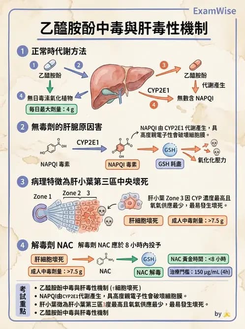 醫檢師 - 物理和化學傷害及營養疾病 - AI 圖文解析預覽