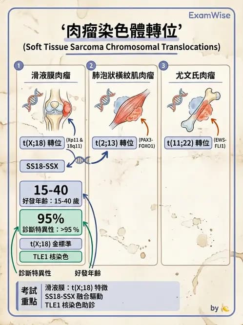 醫檢師 - 骨骼及軟組織疾病 - AI 圖文解析預覽