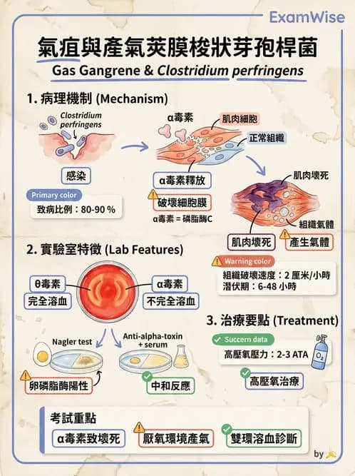 醫檢師 - 感染 - AI 圖文解析預覽