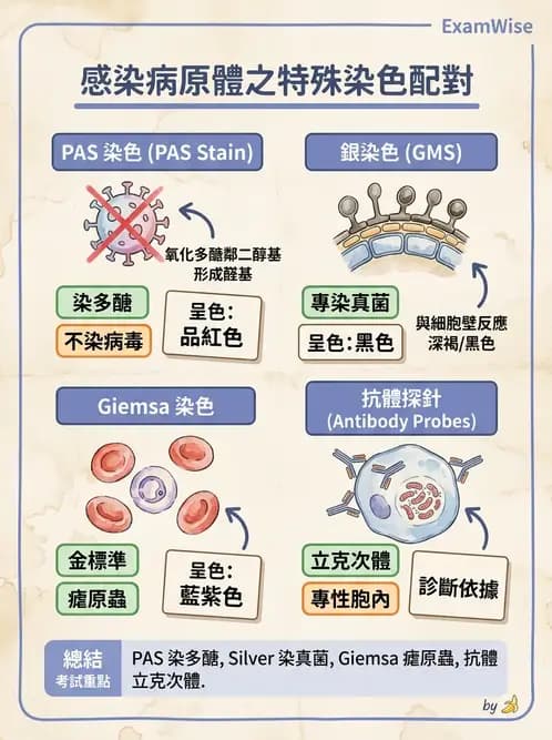 醫檢師 - 感染 - AI 圖文解析預覽
