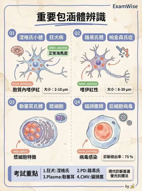 醫檢師 - 神經系統疾病 - AI 圖文解析預覽