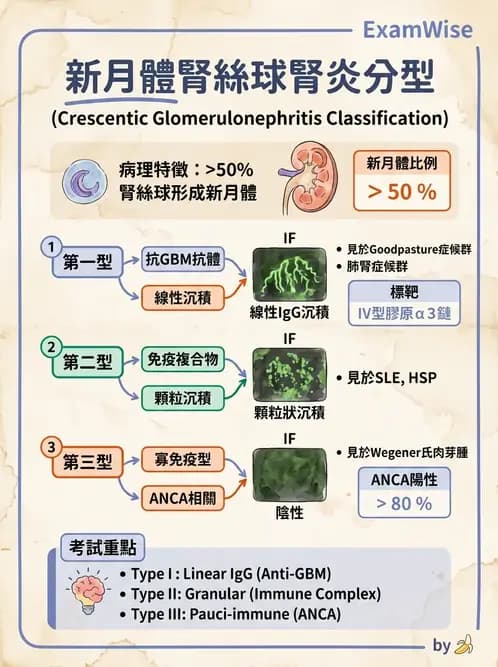 醫檢師 - 腎臟泌尿及男性生殖疾病 - AI 圖文解析預覽