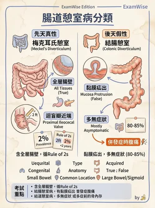 醫檢師 - 消化肝膽疾病 - AI 圖文解析預覽
