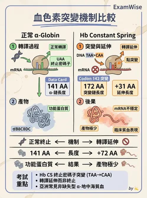 醫檢師 - 溶血性貧血與血色素病變 - AI 圖文解析預覽