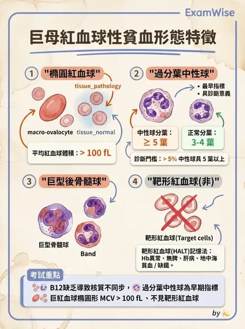 醫檢師 - 貧血診斷與營養缺乏性貧血 - AI 圖文解析預覽