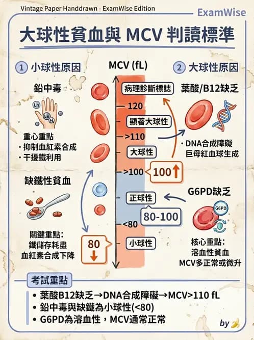 醫檢師 - 貧血診斷與營養缺乏性貧血 - AI 圖文解析預覽