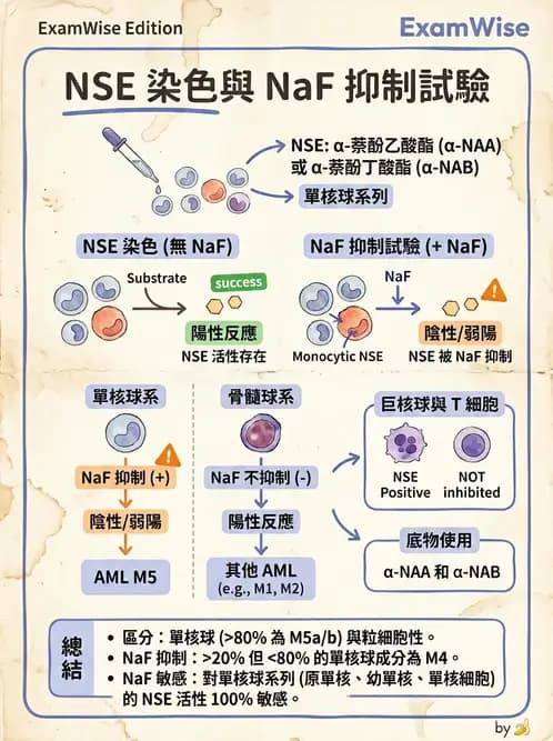 醫檢師 - 急性白血病 - AI 圖文解析預覽