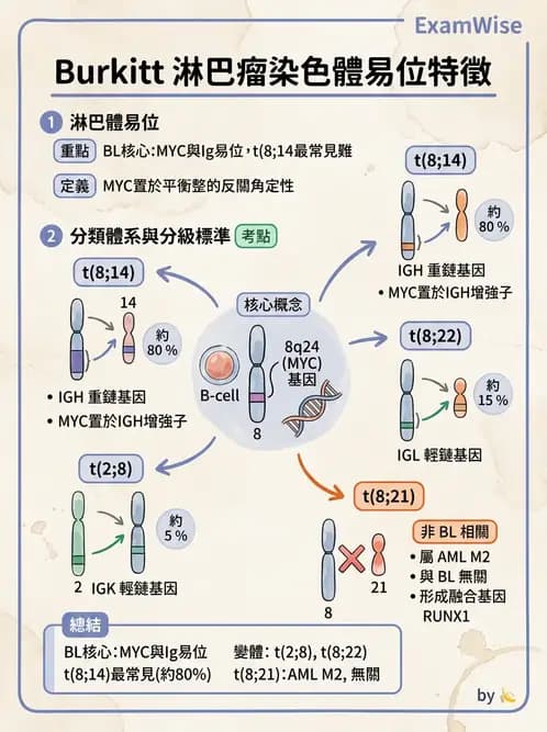 醫檢師 - 淋巴瘤、漿細胞疾病與白血球異常 - AI 圖文解析預覽