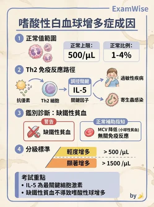 醫檢師 - 白血球生理與形態 - AI 圖文解析預覽