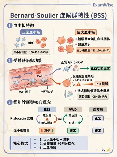醫檢師 - 血小板與止血生理 - AI 圖文解析預覽