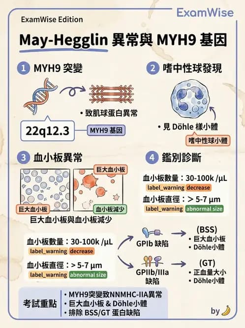 醫檢師 - 血小板與止血生理 - AI 圖文解析預覽