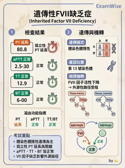 醫檢師 - 出血性疾病與檢驗 - AI 圖文解析預覽
