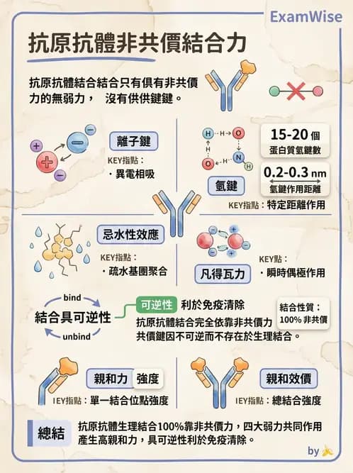 醫檢師 - 紅血球抗原與血型系統 - AI 圖文解析預覽