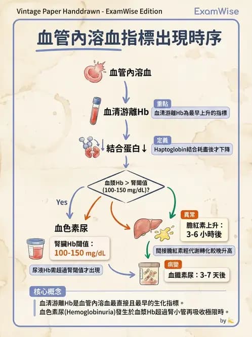醫檢師 - 溶血性貧血與血色素病變 - AI 圖文解析預覽