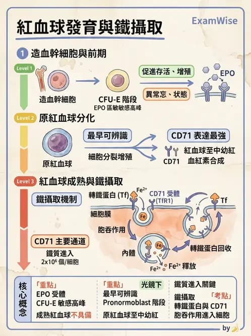 醫檢師 - 紅血球生理與形態 - AI 圖文解析預覽