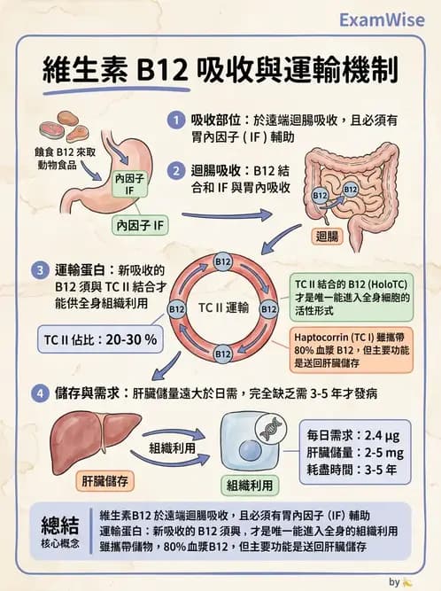 醫檢師 - 貧血診斷與營養缺乏性貧血 - AI 圖文解析預覽