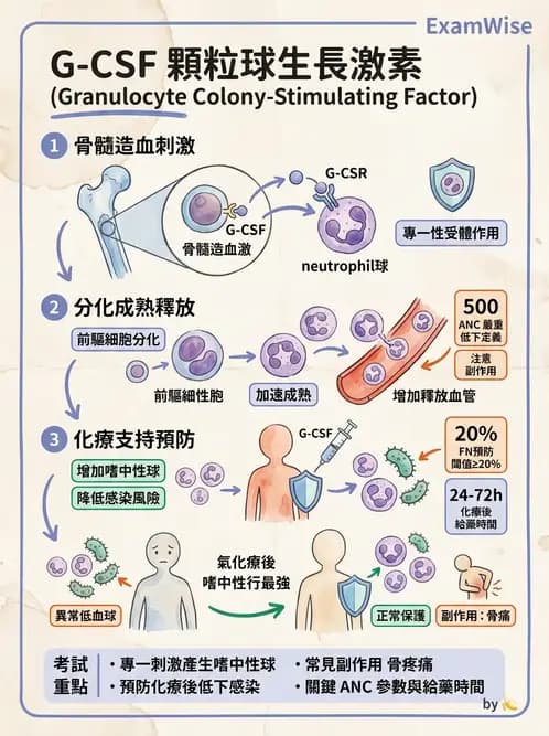 醫檢師 - 白血球生理與形態 - AI 圖文解析預覽