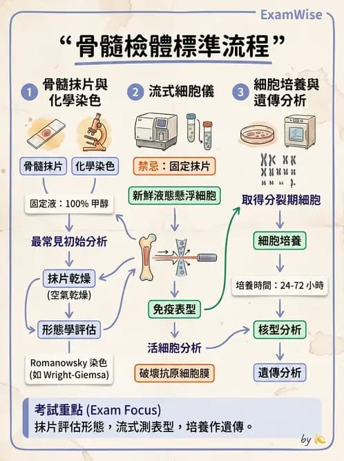 醫檢師 - 白血球生理與形態 - AI 圖文解析預覽