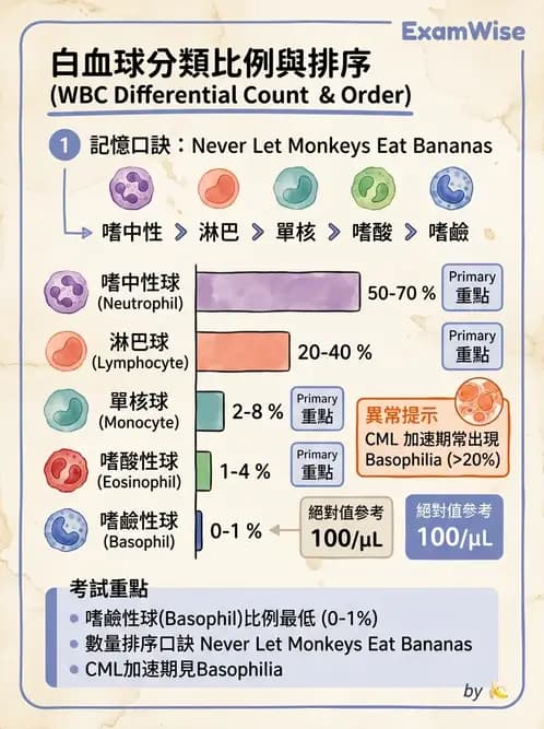 醫檢師 - 白血球生理與形態 - AI 圖文解析預覽