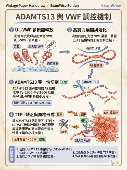 醫檢師 - 血小板與止血生理 - AI 圖文解析預覽