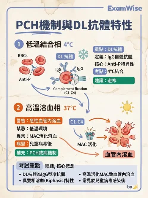 醫檢師 - 溶血性貧血與血色素病變 - AI 圖文解析預覽