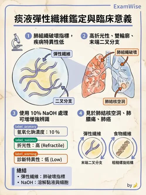 醫檢師 - 痰液一般鏡檢 - AI 圖文解析預覽