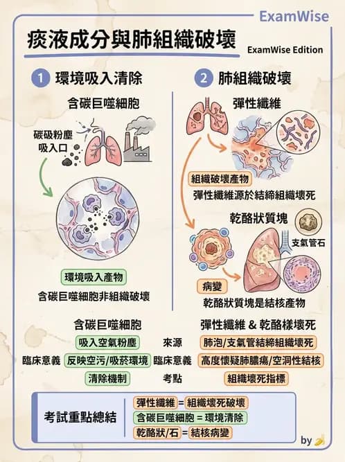 醫檢師 - 痰液一般鏡檢 - AI 圖文解析預覽