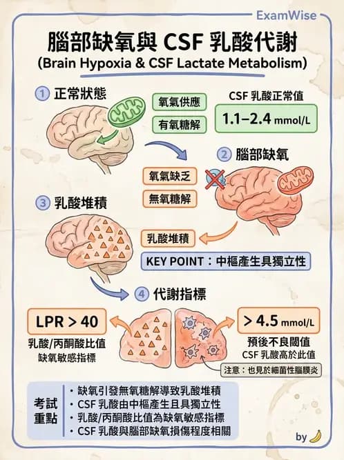 醫檢師 - 腦脊髓液檢查 - AI 圖文解析預覽